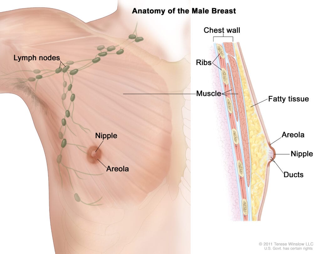 The anatomical structure of the female breast The shape and appearance